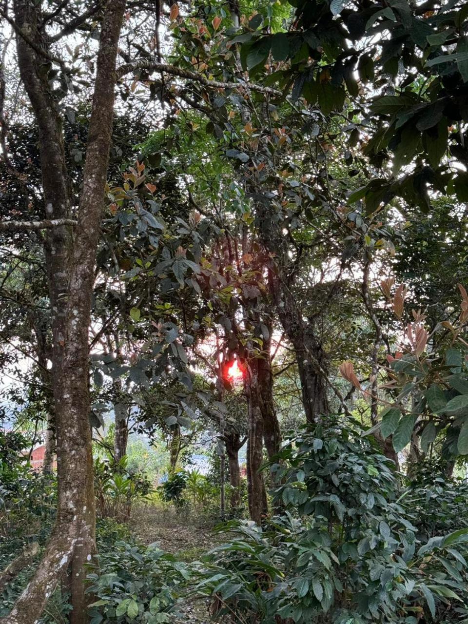 Shrenya Orchidz-Coorg Nature Stay Madikeri Luaran gambar